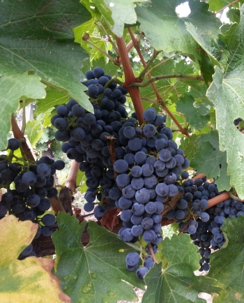 Cabernet Sauvignon grapes at Lacerta Winery