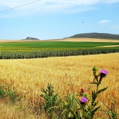 Dobruja fields in June, view to Enisala Citadel